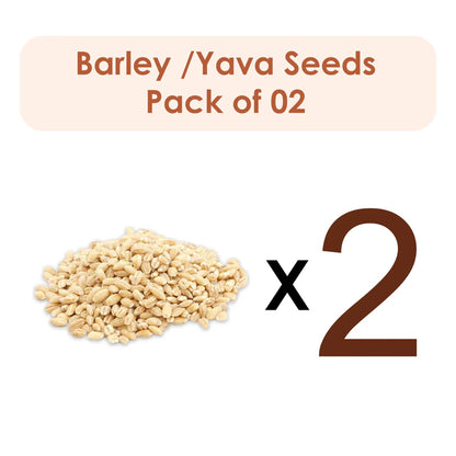 Barley /Yava Seeds (Raw Substance) Pack of 2