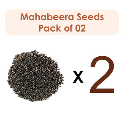 Pignut/Mahabeera Seeds (Raw Substance) Pack of 2